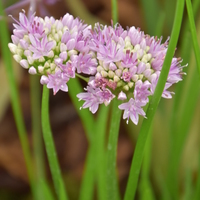 Allium angulosum  Photo: J. Amand